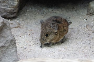 Comparaison d'une musaraigne et d'une souris