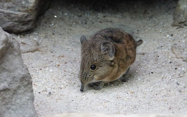 Comparaison d'une musaraigne et d'une souris