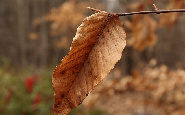 Cures naturelles pour le drainage des sinus