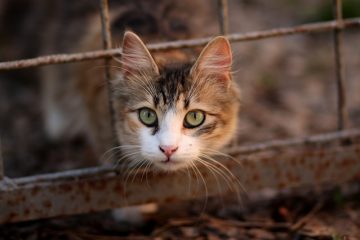 Des fondations qui aident les gens à payer les factures de soins médicaux pour les animaux.