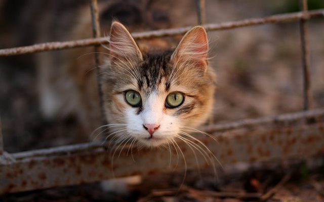 Des fondations qui aident les gens à payer les factures de soins médicaux pour les animaux.