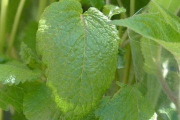 Entretien de la mélisse de citronnelle