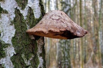 Faits intéressants sur les bouleaux