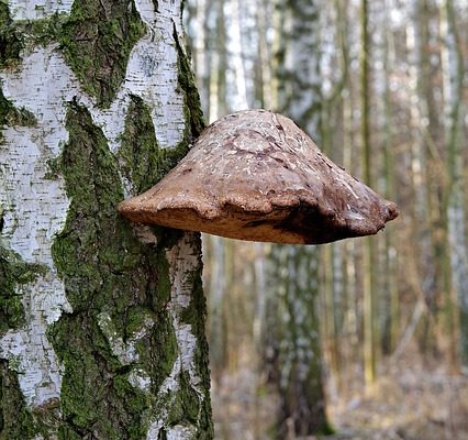 Faits intéressants sur les bouleaux