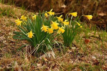 Grandes fleurs jaunes vivaces.