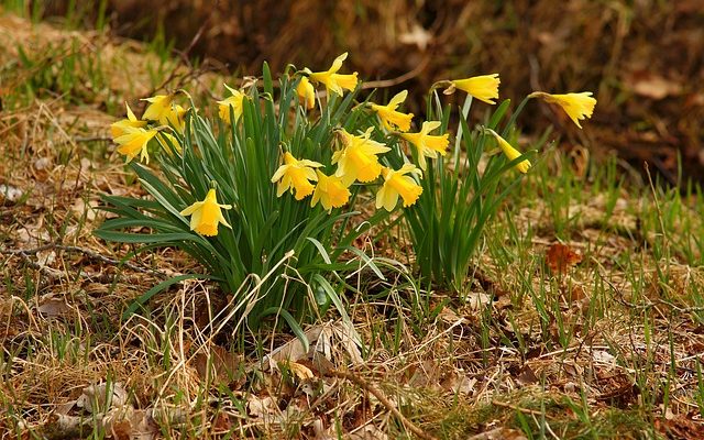 Grandes fleurs jaunes vivaces.