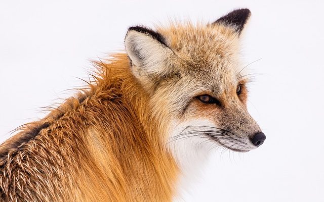 Idées de leurres Fox Lure
