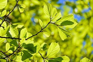 Identification des feuilles en cinq points