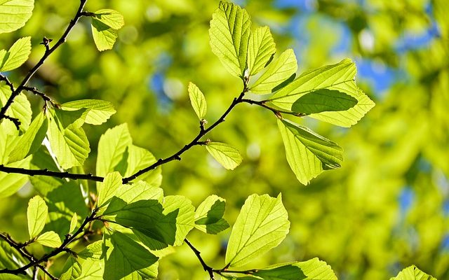 Identification des feuilles en cinq points