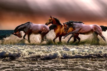 La cécité nocturne chez les chevaux