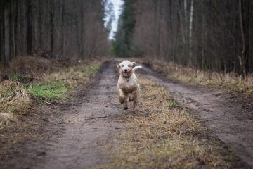 Les choses associées à l'Irlande