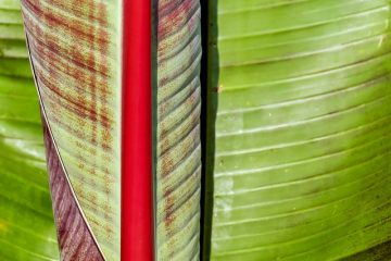 Les pelures de banane sont-elles un bon engrais ?