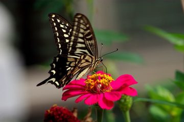 Liste des plantes vivaces à fleurs colorées