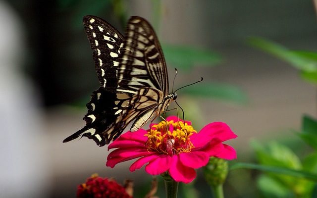 Liste des plantes vivaces à fleurs colorées