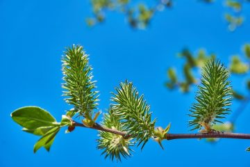 Maladies du saule frisé