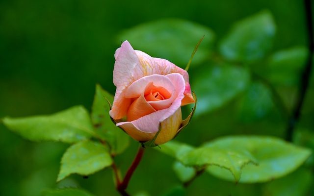 Noms des rosiers arbustes