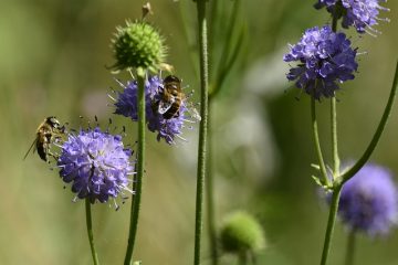 Petits insectes blancs dans mes pots de fleurs