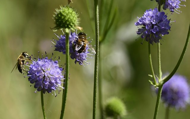 Petits insectes blancs dans mes pots de fleurs