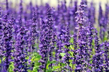 Plantes d'accompagnement pour la lavande