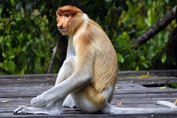 Plantes dans les forêts tropicales de Bornéo