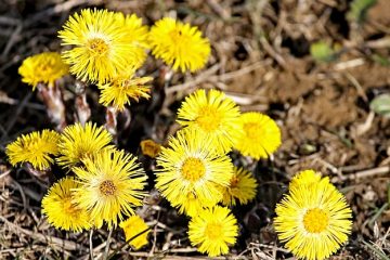 Plantes et arbustes pour les zones ombragées