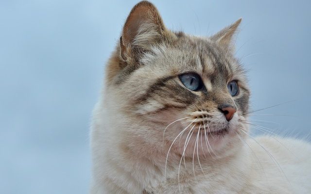 Pourquoi mon chat éternue-t-il constamment ?