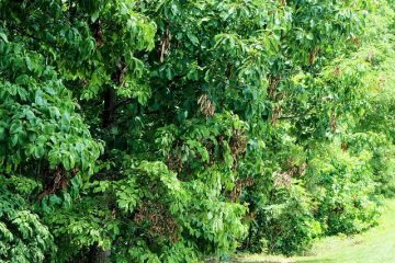 Quand tailler les arbres Magnolia ?