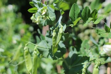 Quelle est la différence entre les pois mange-tout et l'edamame ?