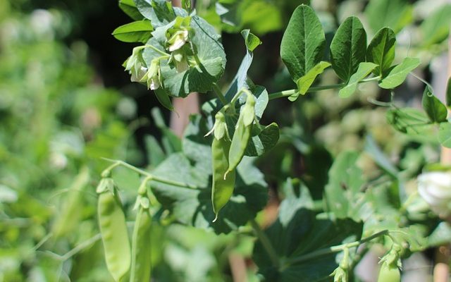 Quelle est la différence entre les pois mange-tout et l'edamame ?