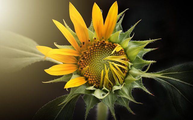 Quelle est la différence entre les tournesols et les mauvaises herbes ?