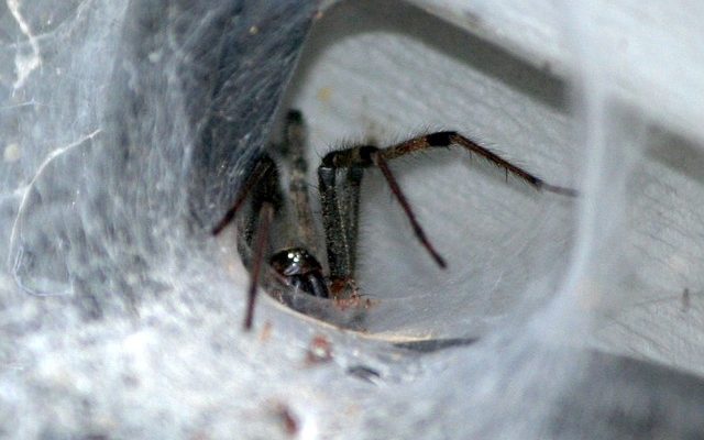 Quelles araignées font des toiles d'entonnoir ?