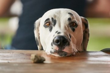 Remède naturel pour l'eczéma canin