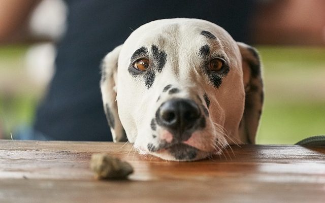 Remède naturel pour l'eczéma canin