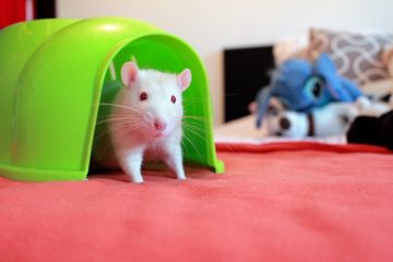 Remèdes répulsifs pour les rats à la maison