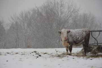 Remplaceur de lait fait maison pour les agneaux.