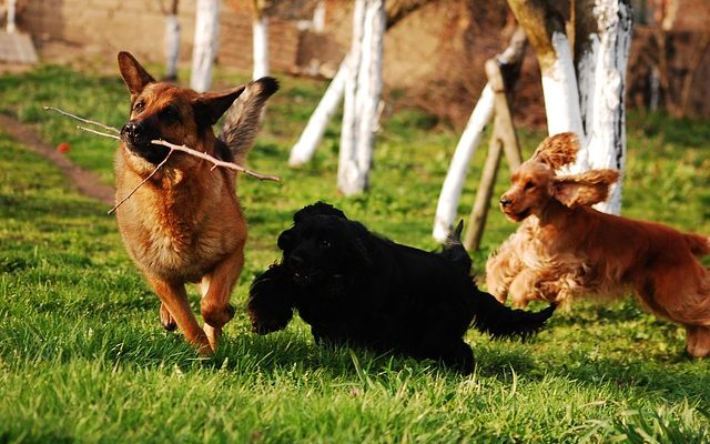 Symptômes d'un nerf pincé sur la colonne vertébrale d'un chien