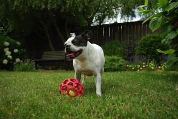 Trucs astuces sur la façon de former les chiots Staffy Puppies