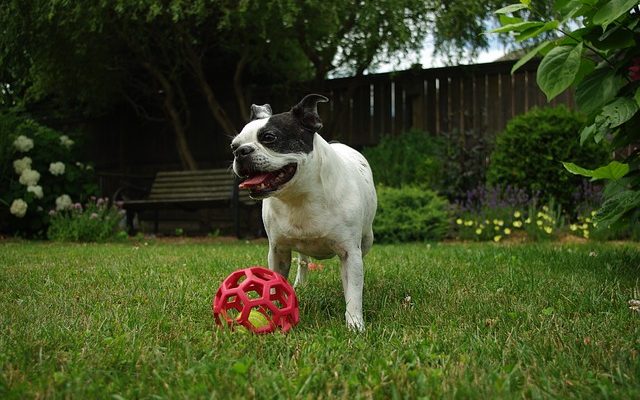 Trucs astuces sur la façon de former les chiots Staffy Puppies