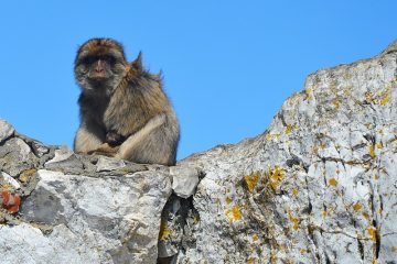 Animaux dans la forêt méditerranéenne