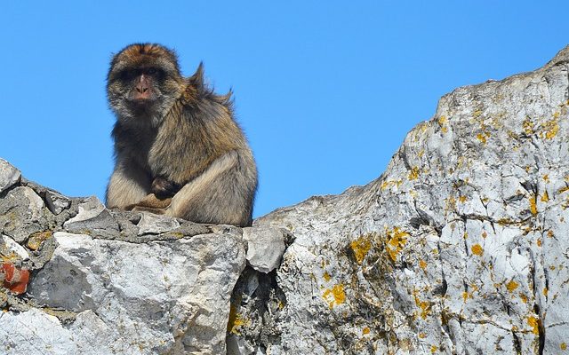 Animaux dans la forêt méditerranéenne