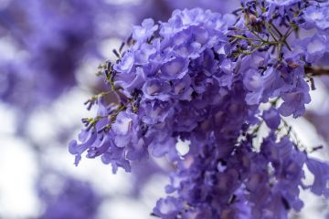 Arbres à fleurs avec des grappes de fleurs en forme de clochettes violettes.