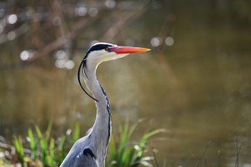 Comment abaisser le pH dans l'eau de l'étang