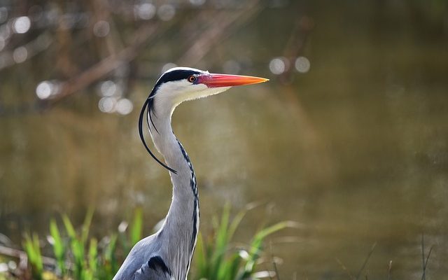 Comment abaisser le pH dans l'eau de l'étang