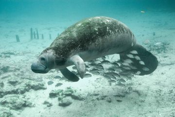 Comment adopter un lamantin en Floride