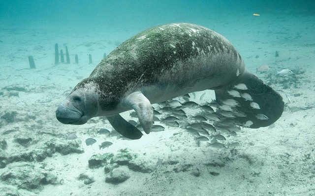 Comment adopter un lamantin en Floride