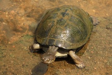 Comment déterminer le sexe d'un terrapin