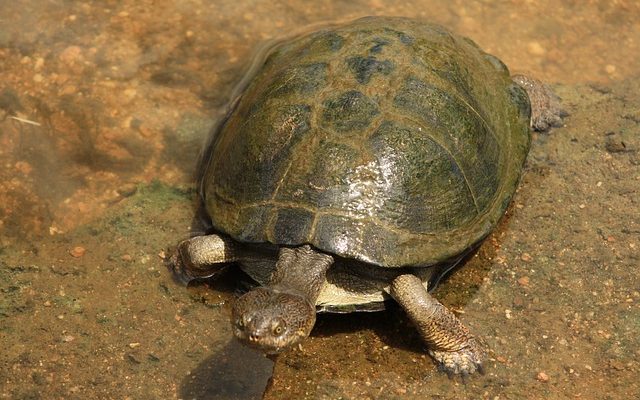 Comment déterminer le sexe d'un terrapin