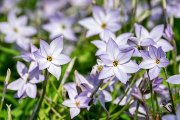 Comment éliminer la condensation des fenêtres des serres