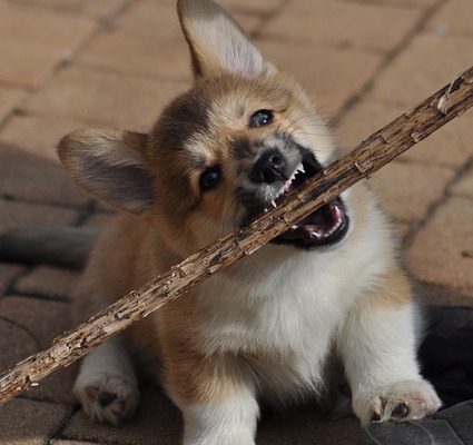 Comment empêcher mon chiot de me mordre ?