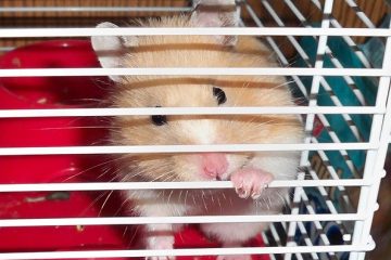 Comment empêcher une cage à hamster de sentir mauvais